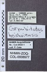 Etiketten zu Corymbitodes heishuiensis (NHMW-ZOO-COL-0008977)